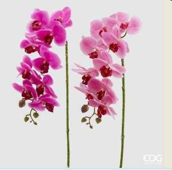 ORCHIDEA PHAL.REAL RAMO H76(9F) B5 FUXIA-en