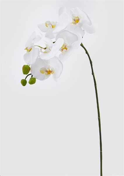 ORCHIDEA PHAL.REAL RAMO H74 (6F) B3 WHITE-en