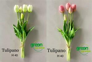 TULIPANO GOMM.OLIS MZ5PZH40(CHIUSI)C0 WHITE PINK-en