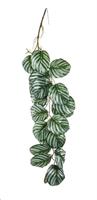 CASCANTE CALATHEA CM.100-en