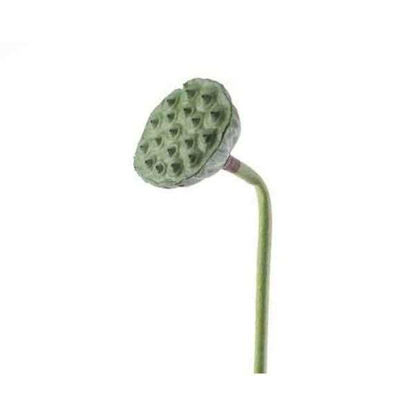 FOAM LOTUS FRUIT ON STEM DM7X84CM-en