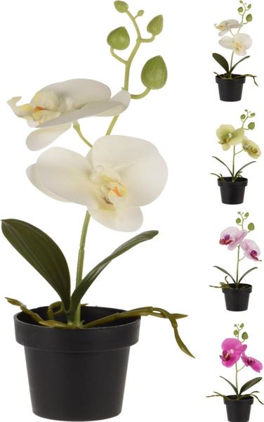 ORCHIDEA CON VASO 25CM 4ASS