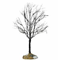 BUTTERNUT TREE, LARGE