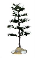 CONIFER TREE, MEDIUM