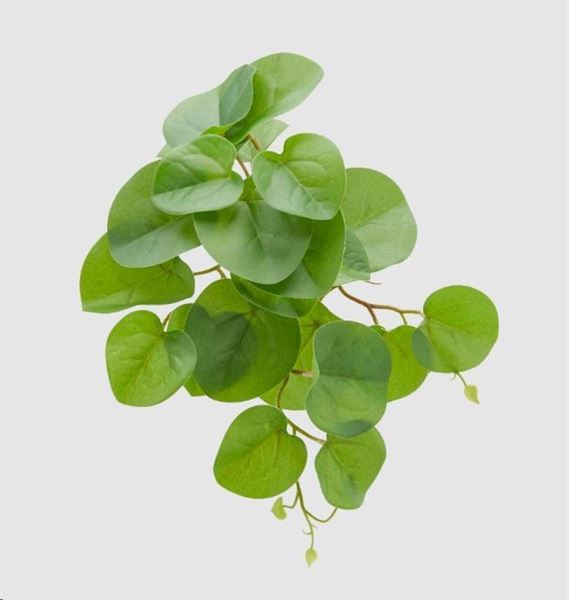 PILEA PEPEROMIOIDES CHIC CESP.H30 C1 GREEN-en