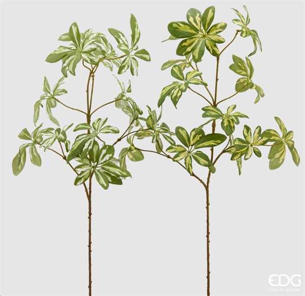 ARALIA REX RAMO (2ASS)H95  C2 ASSORTED-en