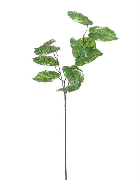 PHILO BRANCH GREEN VARIEGATED - L78CM-en