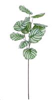 CALATHEA BRANCH GREEN - L78CM-en