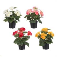 BEGONIA IN PLASTIC POT WHITE - H26XD20CM-en