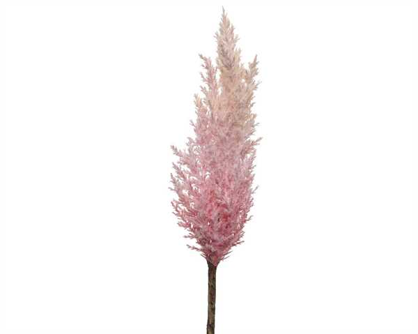 PAMPAS PLASTIC DIA9.00-H90.00CM PINK-en