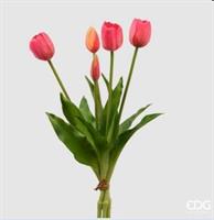 TULIPANO GOMM.OLIS MZ5PZH40(CHIUSI)C0 BEAUTY