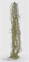 TILLANDSIA WEST CAD.H75 SAGE-en