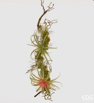 TILLANDSIA TRALCIO C/MUSCH.L94 (X) LT.GREEN-en