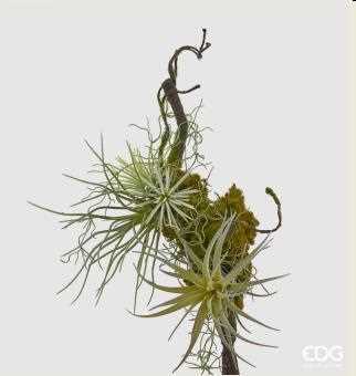 TILLANDSIA TRALCIO C/MUSCH.L43 (X) LT.GREEN-en