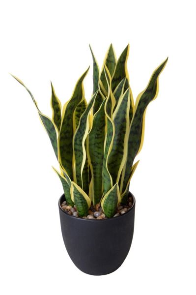 SANSEVERIA 48 CM. VERDE/GIALLO CON VASO