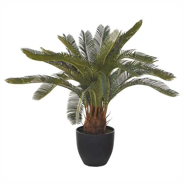 CYCAS VERDE 72 CM.  IN VASO