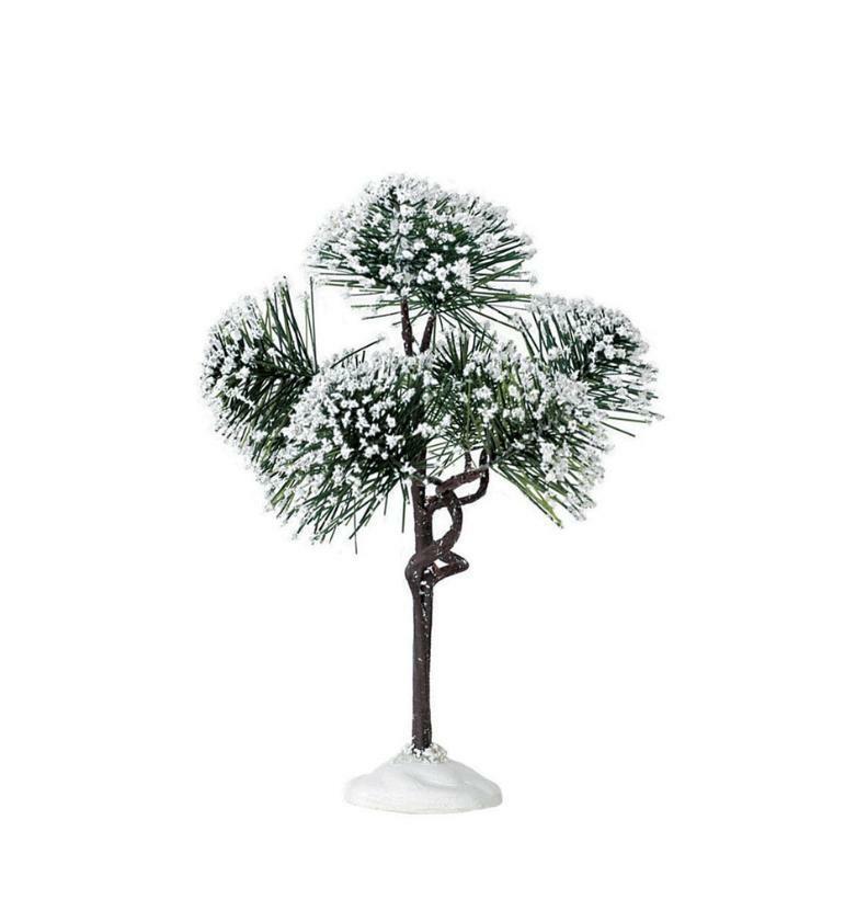 MOUNTAIN PINE, MEDIUM