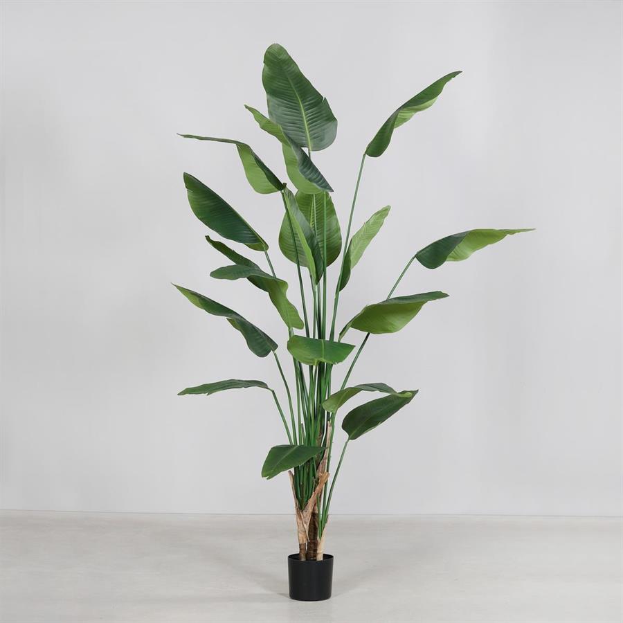 STRELIZIA LEAF IN VASO CM.240H.