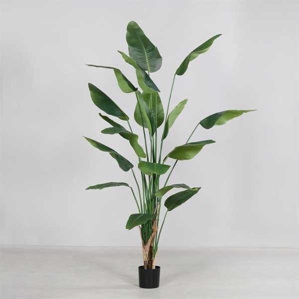 STRELIZIA LEAF IN VASO CM.240H.