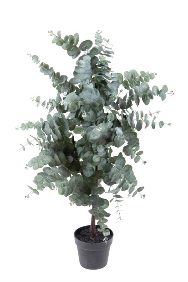 EUCALYPTUS IN VASO 110 CM.