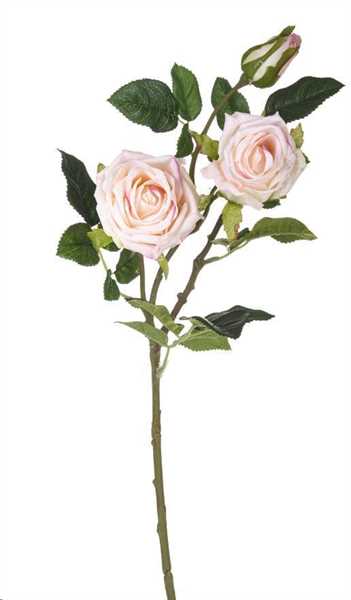 ROSA REAL TOUCH X 3 80 CM. CREMA