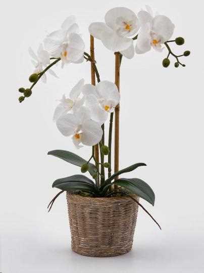 ORCHIDEA PHALENOPSIS CON CESTO CM.H48 WHITE