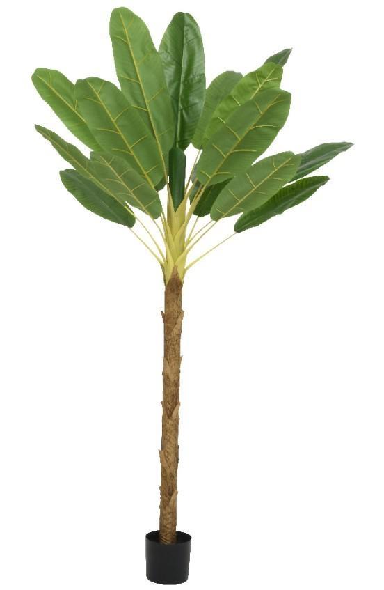 BANANA PLANT IN POT PE GREEN LUN.120CM X LAR.100CM X ALT.230