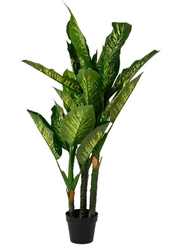 PLANT DIEFTENBACHIA LEAVES IN POT PE GREEN DIA70CM X ALT.150