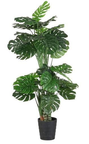 MONSTERA IN VASO CM.D80X195H VERDE