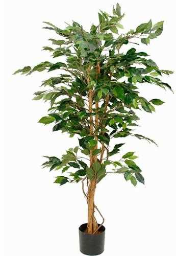 FICUS IN VASO CM.D85X150H VERDE