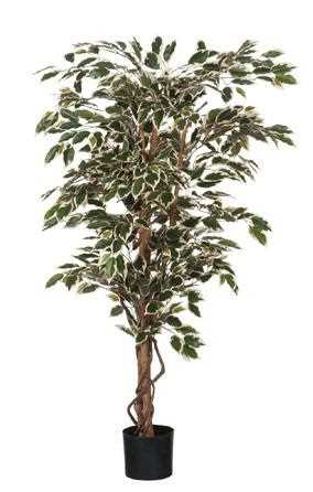 FICUS IN VASO CM.D75X150H VARIEGATO